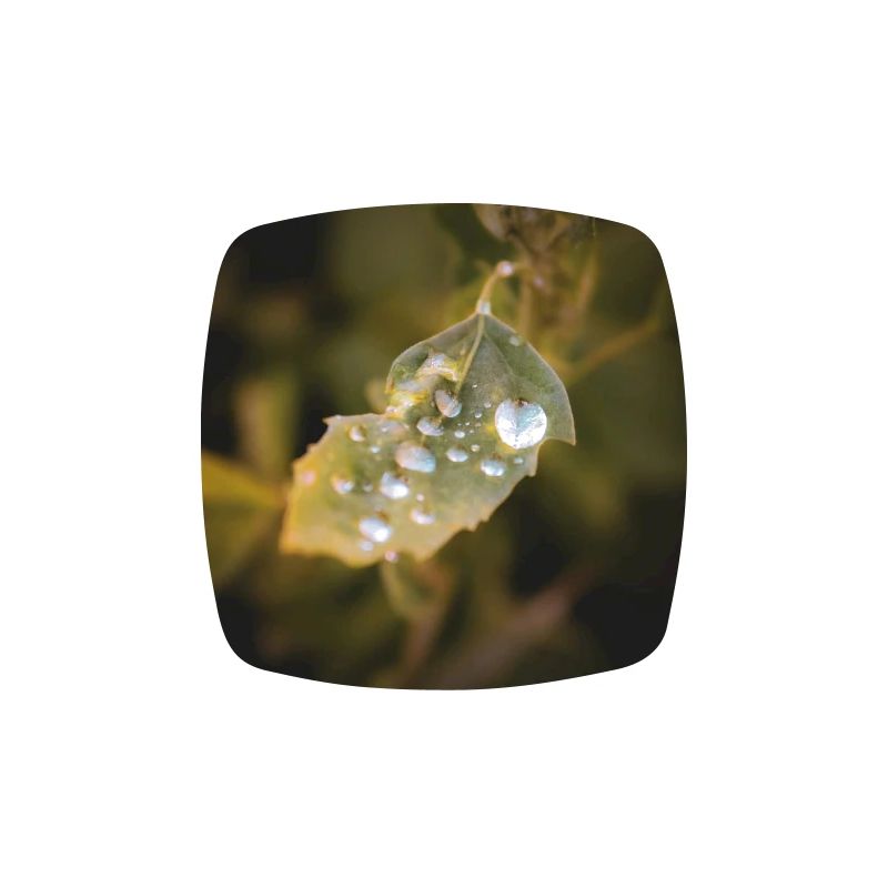 Leaf Water Drops