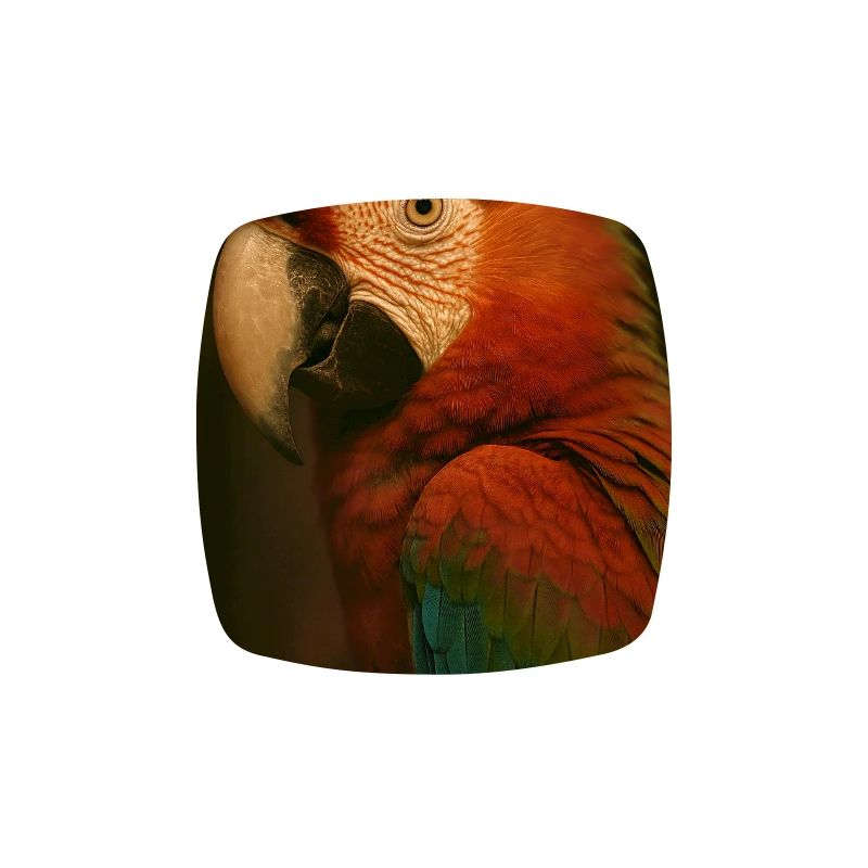 Animals - Parrot