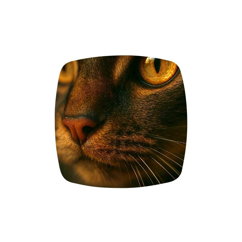 Yeux de chat fermés