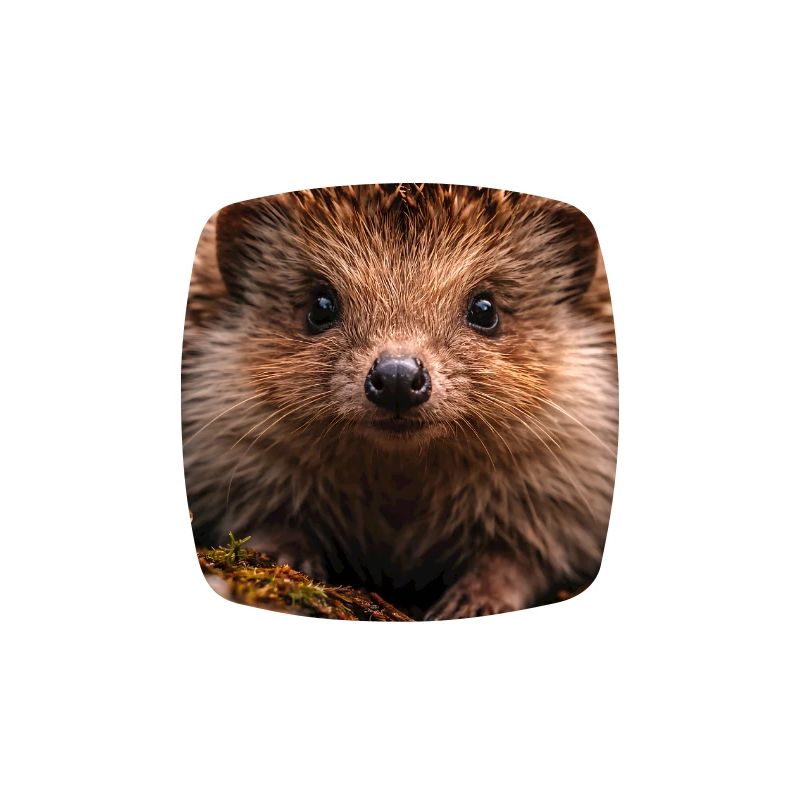 Close hedgehog eyes