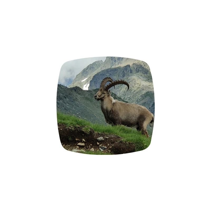 Ibex