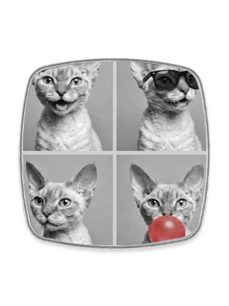 Katzen Devon Rex Katze