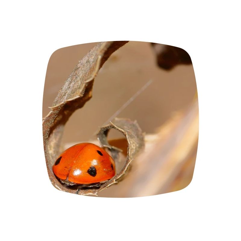 Ladybug on dried leaf