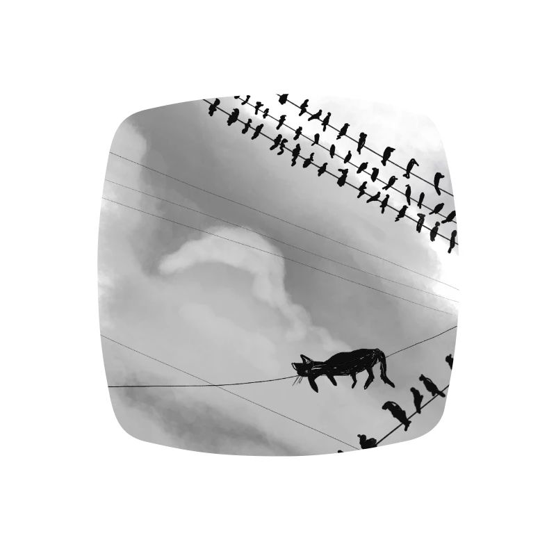Chat monochrome sur lignes électriques