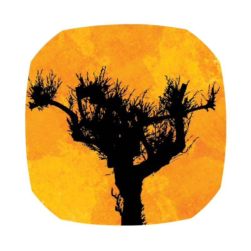 Pine in the sun