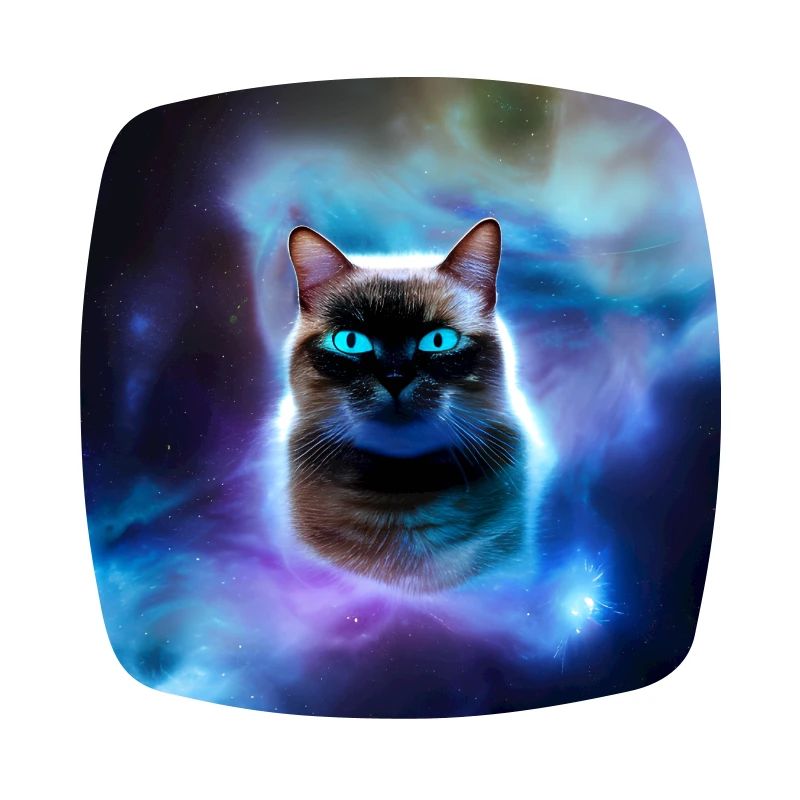 Chat dans l’espace