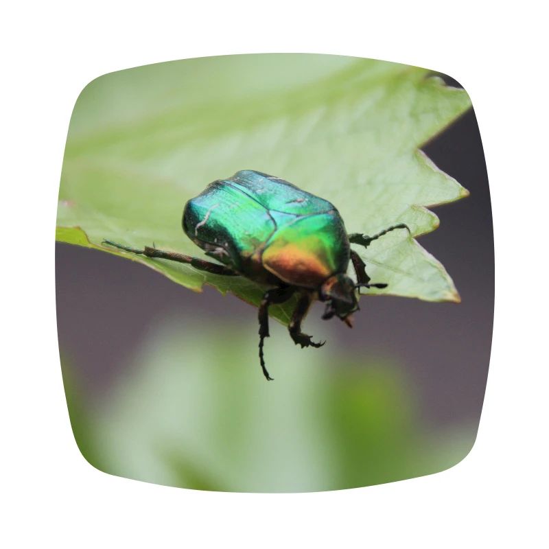 Rose chafer