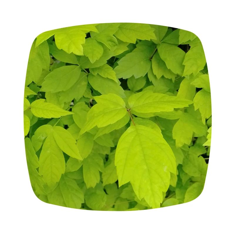 Ash maple / Acer negundo