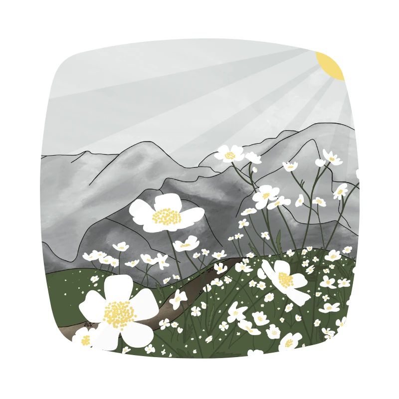 Prairie de fleurs blanches devant le panorama de montagne au printemps