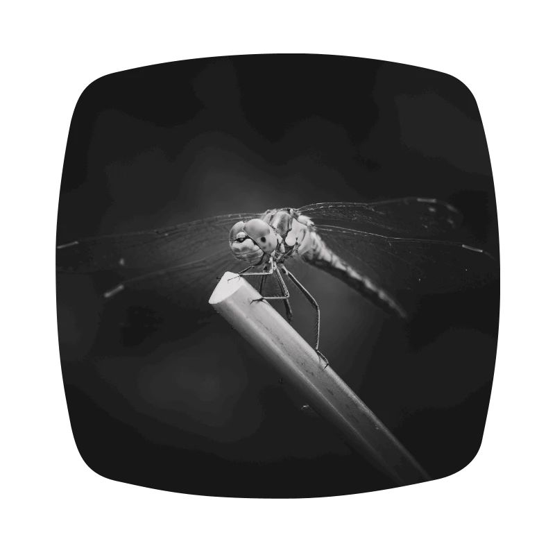 Libellule insecte gros plan affiche