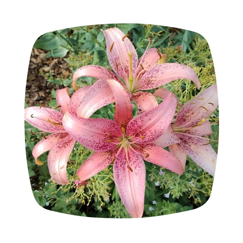 Pink Lily Blossoms