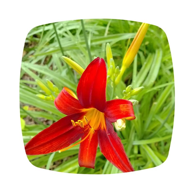 LYS DE FEU