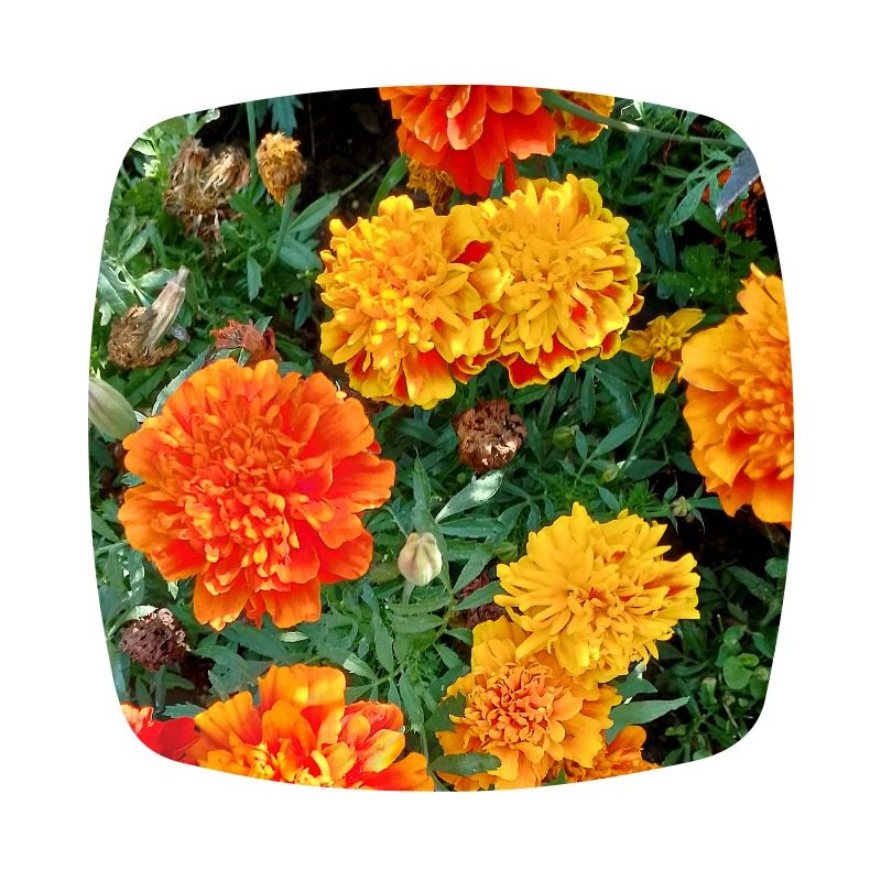 Jardin fleuri – Atmosphère colorée