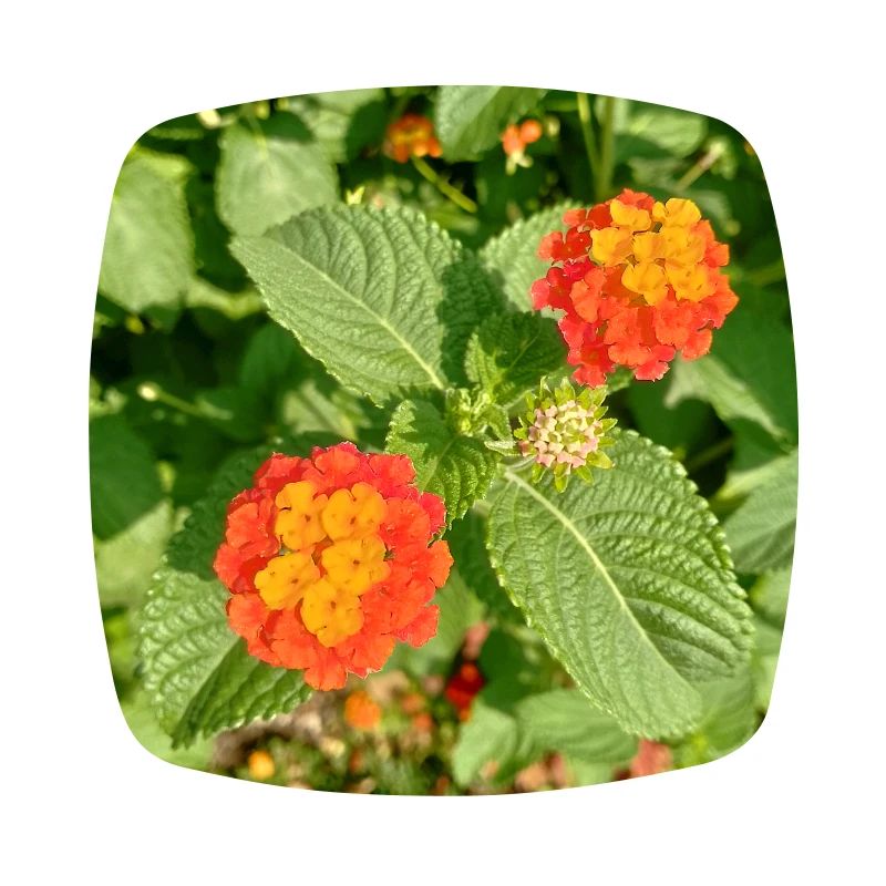 Blooming Garden – Colourful Atmosphere