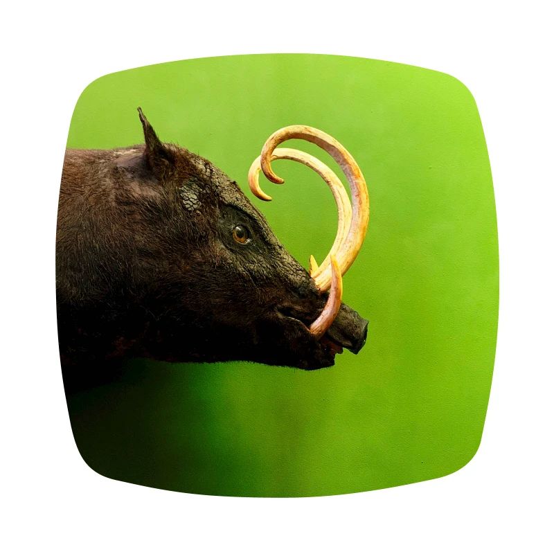 Wild boar