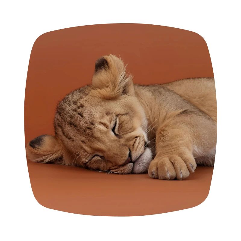 Petit guépard endormi