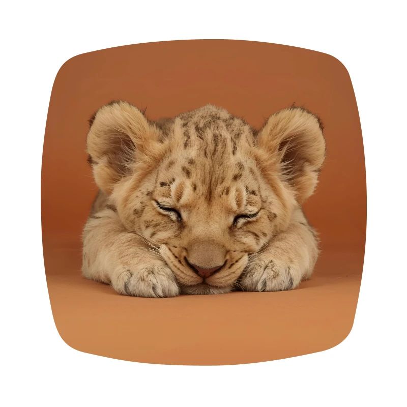 Petit guépard endormi