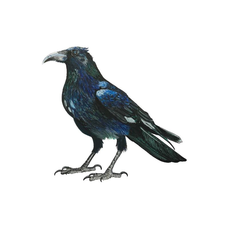 Raven crow with slightly bluish green feathers