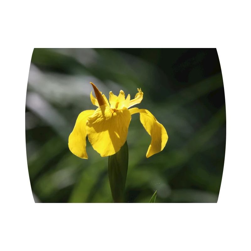 Iris Lily Fleur Jaune