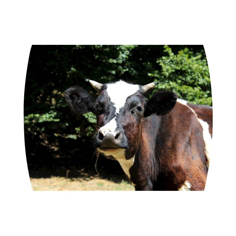 Affiche de vache
