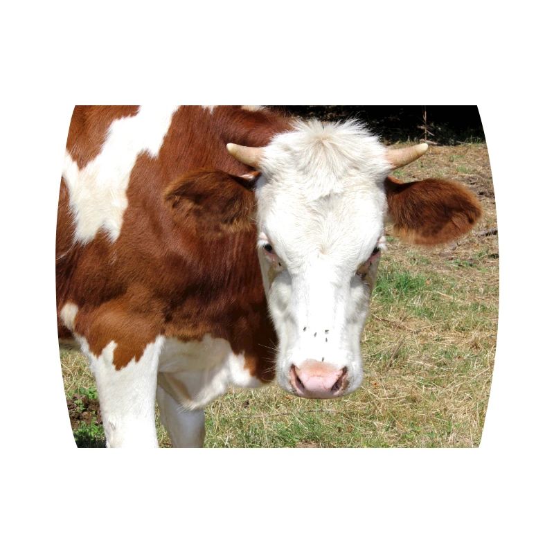 Affiche de vache