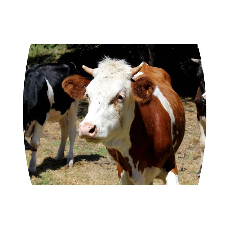 Affiche de vache