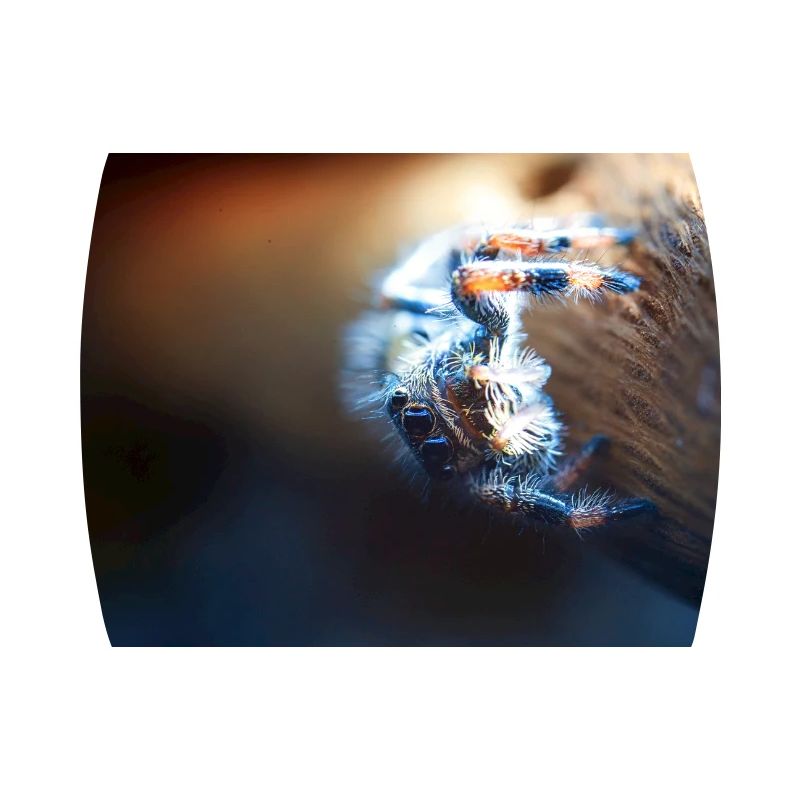 Springspinne, Phidippus regius,jumping spider