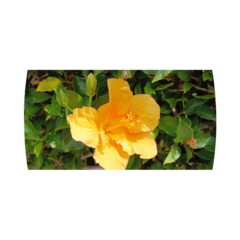Flore canarienne
