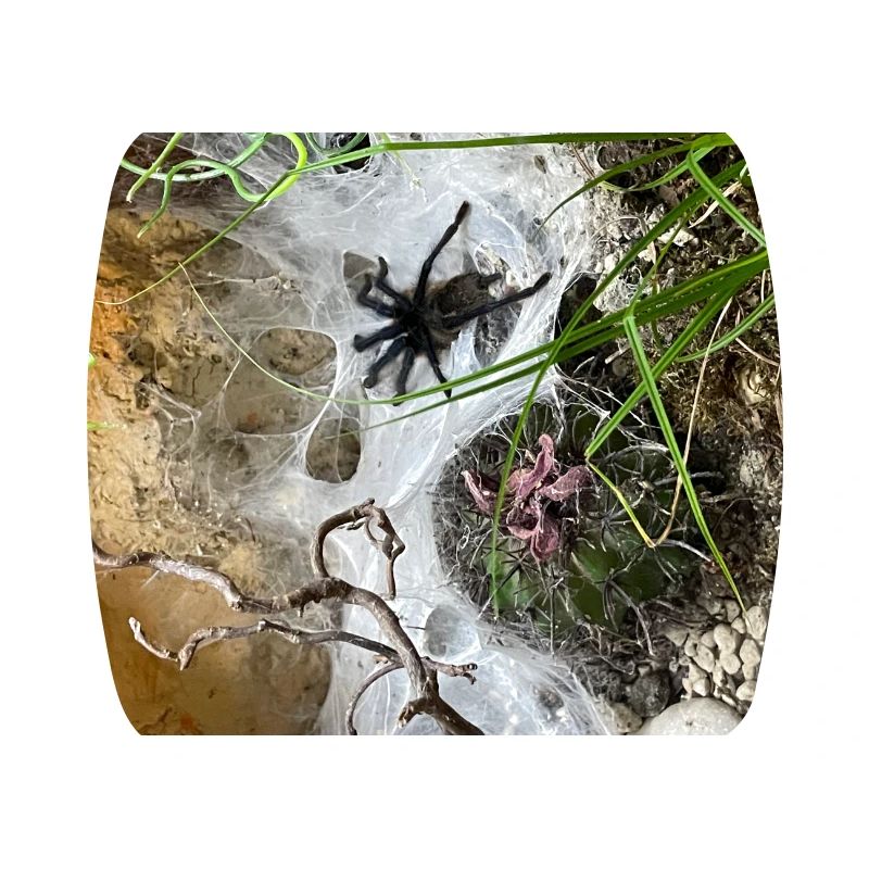 Tarentule sur le web