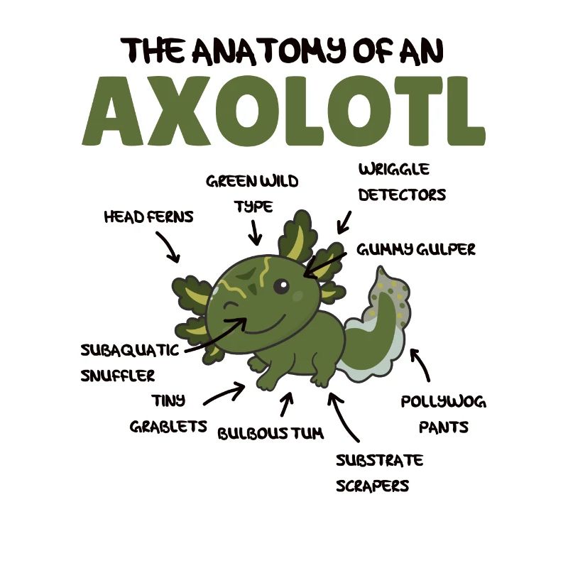 Axolotl Explication Anatomie d’un Axolotl