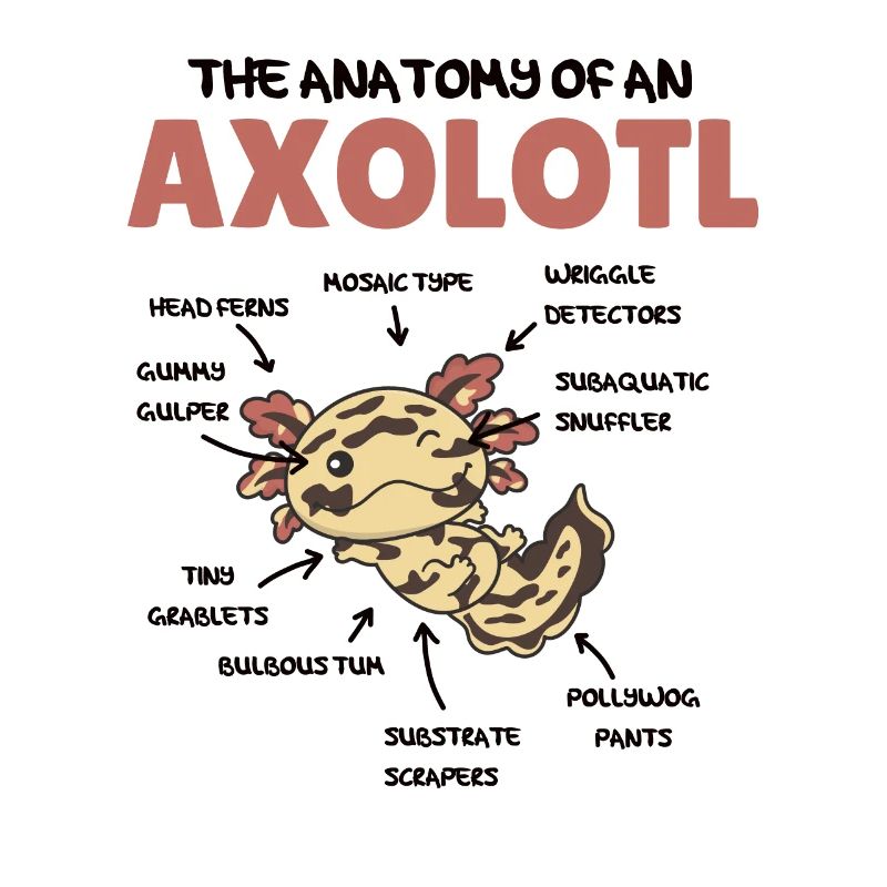 Axolotl Explication Anatomie d’un Axolotl