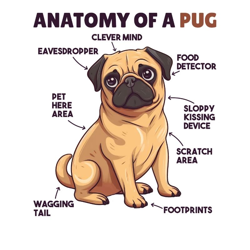 Explication du chien Anatomie d’un carlin