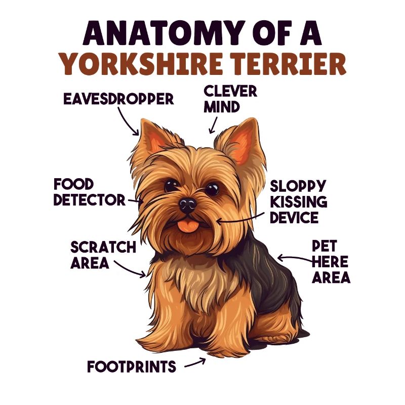 Explication du chien Anatomie d’un Yorkshire Terrier