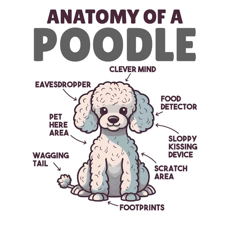 Hunde Erklärung Anatomy eines Pudel