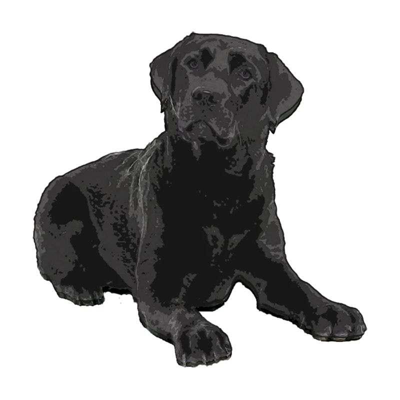 Schwarzer Labrador