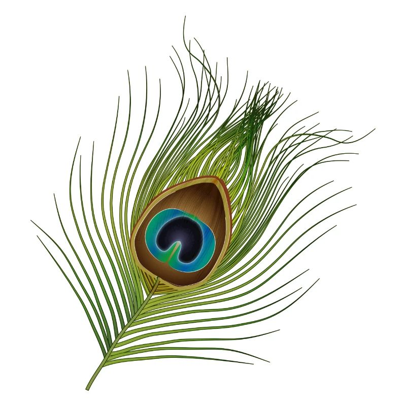 plume de paon dessinée à la main