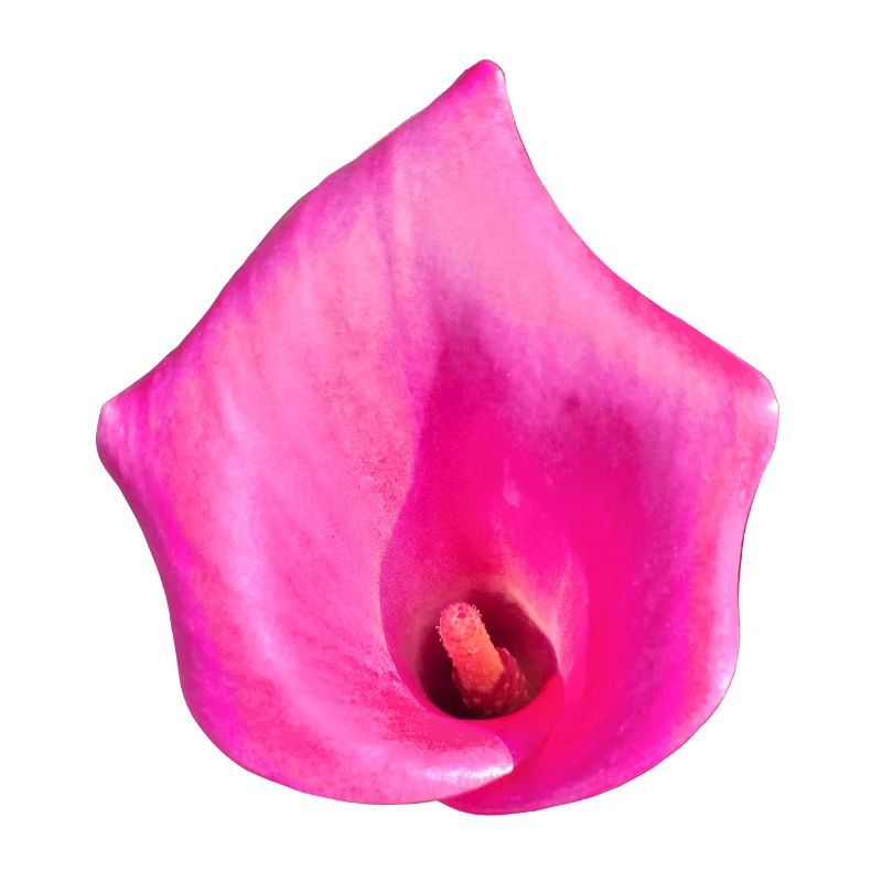 Fleur de Calla Rose