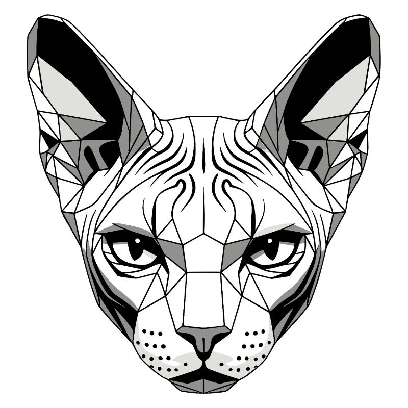 Sphynx Chat Sphynx Chat Chat Canadien Sphinx mignon