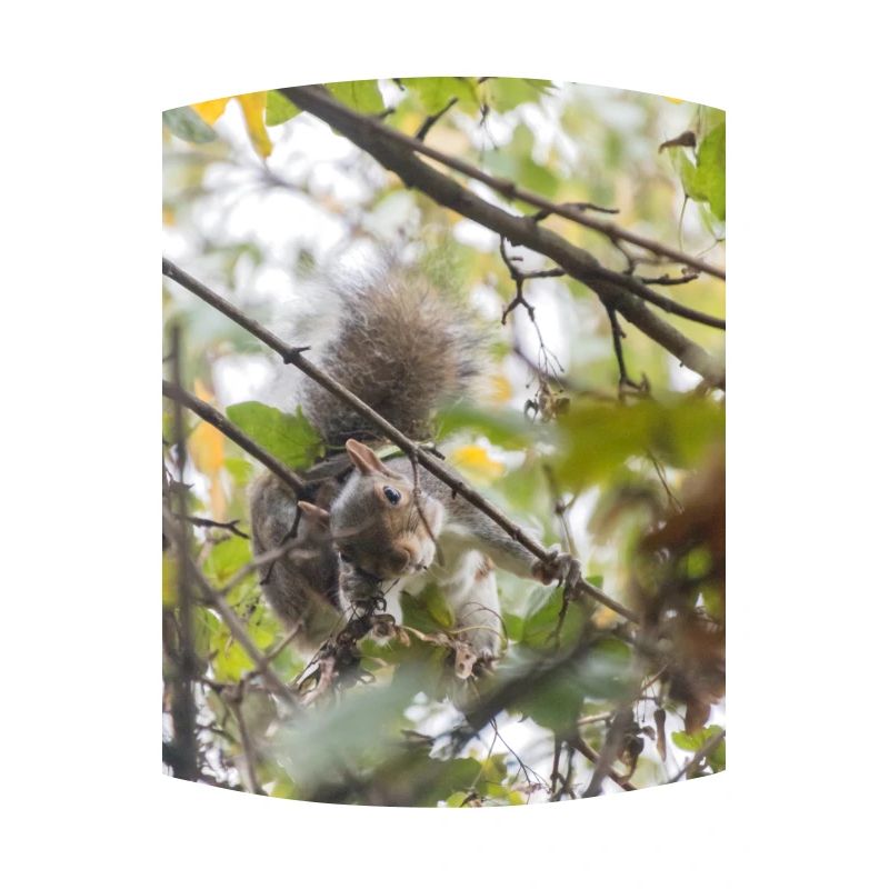 The Squirrel's Invitation