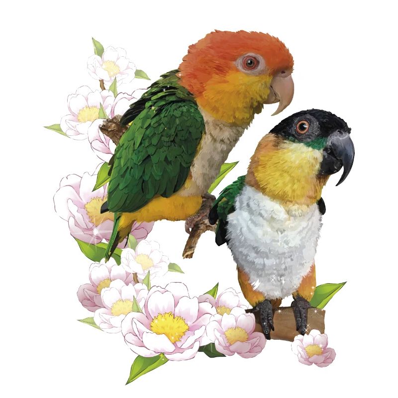 Der orangeköpfige Caique
