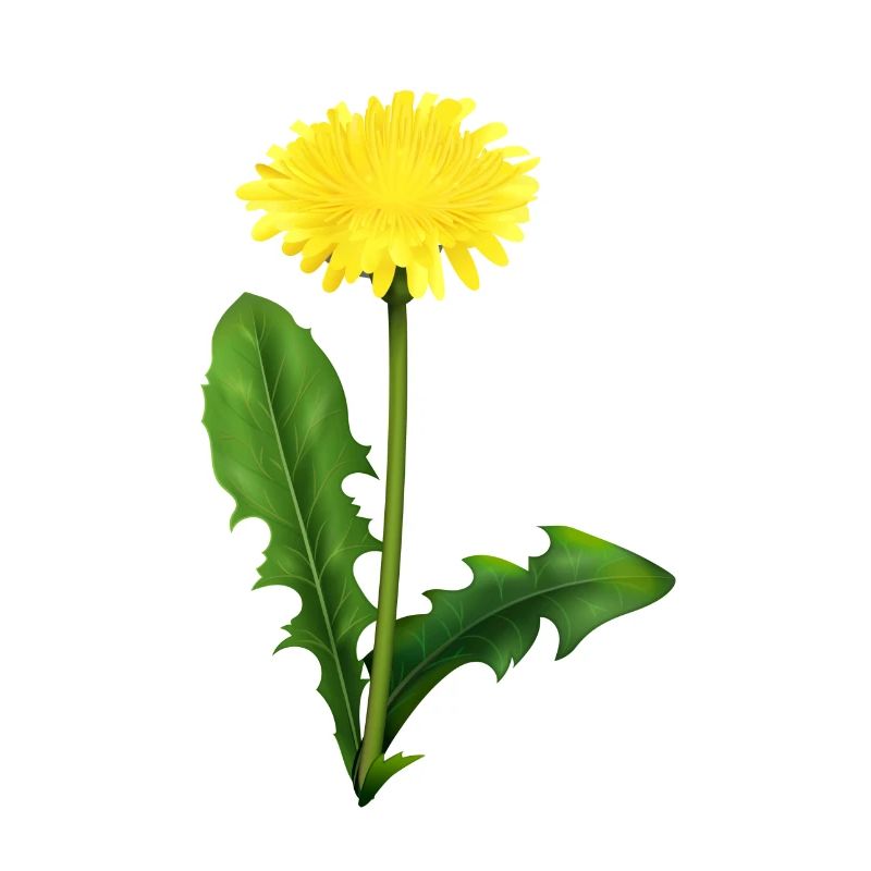 Dandelion | dandelion