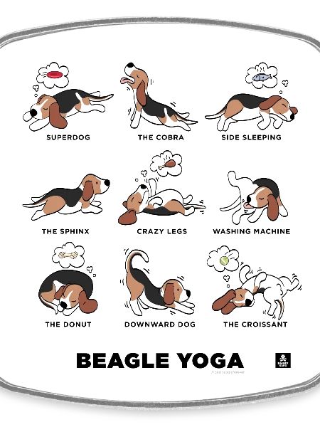 BEAGLE YOGA
