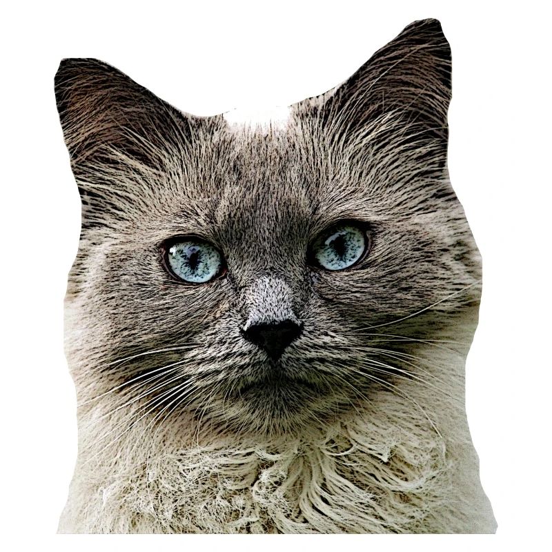 Chat Chat cat Cats Tête de chat