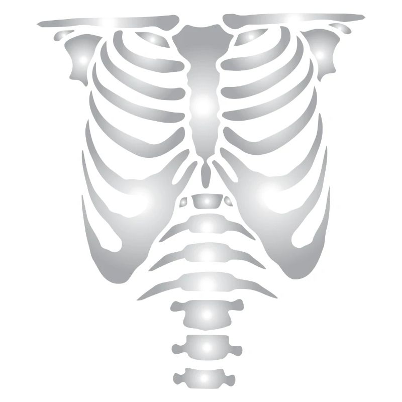 Human skeleton bones torso
