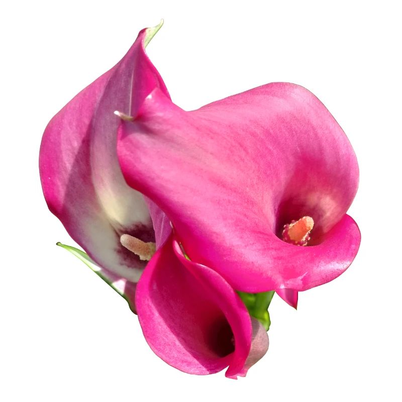 Trio de Fleurs Calla Roses