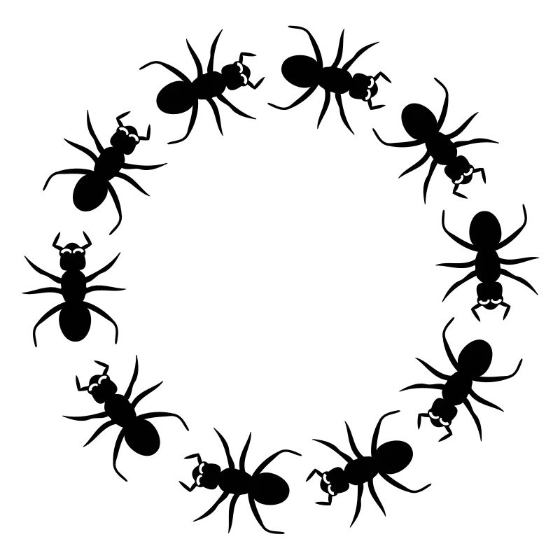 District d'insecte fourmi