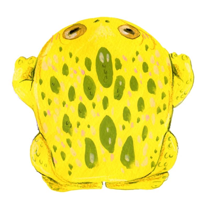 Frog Toad Yellow