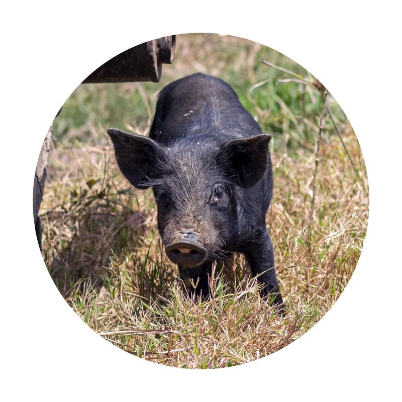 mon petit cochon