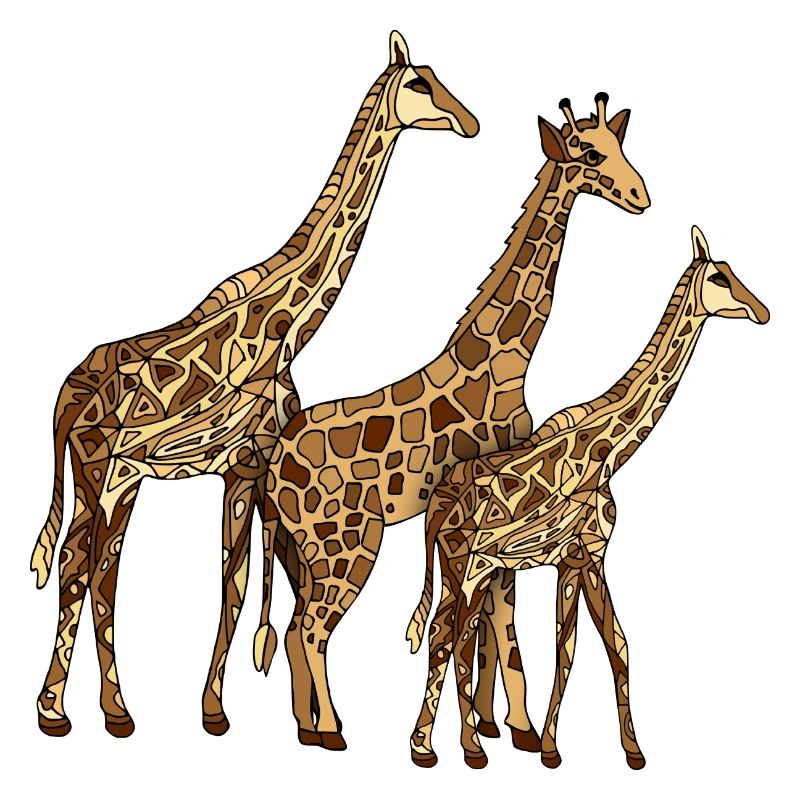 Giraffes