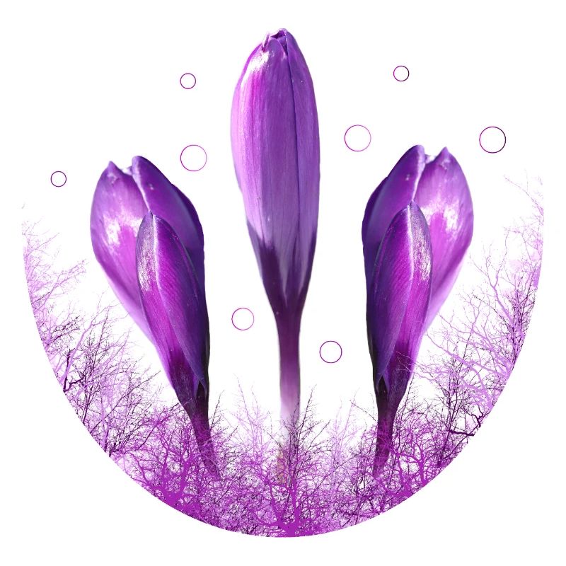 Crocus Crocus Fleurs Violettes